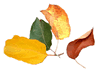 Leaves of the Seasons