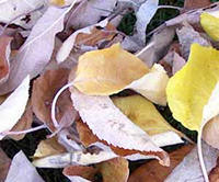 Yellow & Brown Leaves