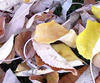 Brown & Yellow Leaves