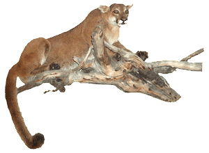 Cougar on Tree