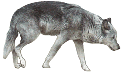 Timber Wolf