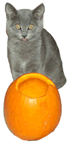 Kitten with Pumpkin