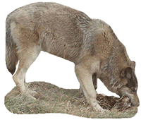 Wolf Eating